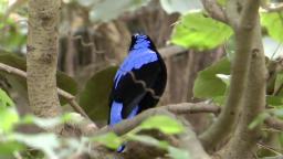 Elfenblauvogel singt im Vogelpark 🐦