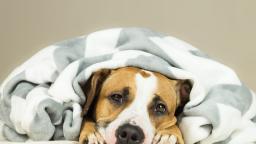 Upset Stomach in Dogs