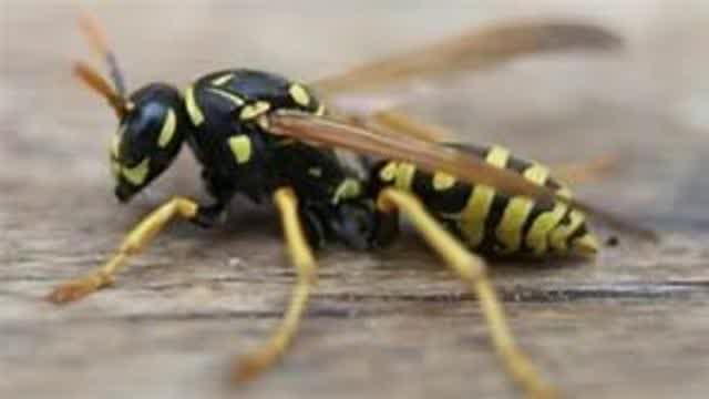 TOP 5 THINGS I HATE ABOUT WASPS...