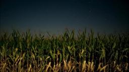 Night at The Corn Field