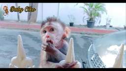 The Breaking of Monkey Ciko