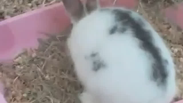 radioactive bunny
