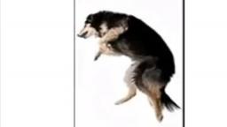 this is a dog dancing to die young