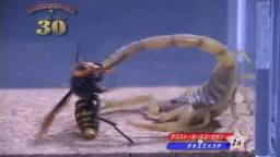 Japanese Bug Fights: Deathstalker vs. Japanese Giant Hornet (S01E02)