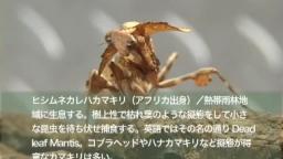 Japanese Bug Fights: Manticora Tiger Beetle vs. Dead Leaf Mantis (S02E24)