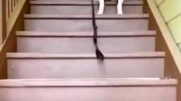 Dog and stairs