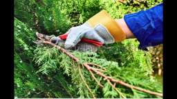 Professionals Pruning in San Jose - Bay Area Tree Specialists (408) 836-9147