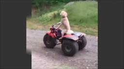 paul waker tribute with dog cruising a quadbike rip
