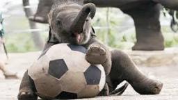 Random video Thailand elephants play soccer