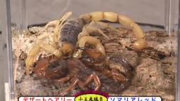 Japanese Bug Fights: Desert Hairy Scorpion vs. Somali Red Scorpion (S02E16)