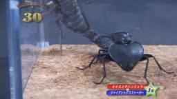 Japanese Bug Fights: Manticora Tiger Beetle vs. Giant Deathstalker Scorpion (S01E03)