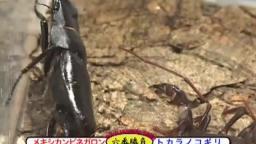Japanese Bug Fights: Tokara Stag Beetle vs. Mexican Vinegaroon (S02E07)