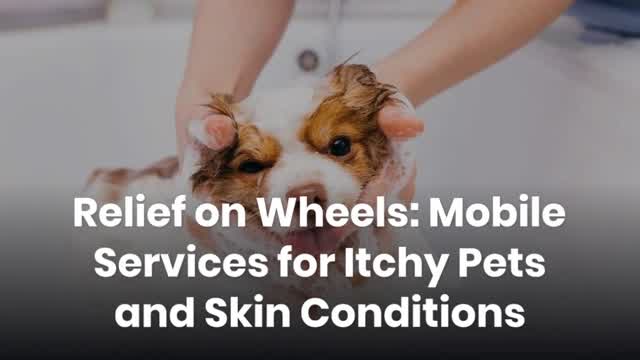 Relief on Wheels: Mobile Services for Itchy Pets and Skin Conditions