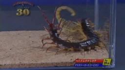 Japanese Bug Fights: Vietnam Giant Centipede vs. Deathstalker Scorpion (S01E29)