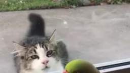 Cat and parrot peekaboo