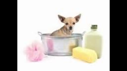 dog remedies for diarrhea and vomiting