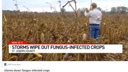 Is China Dumping Fungus on U.S. Crops?