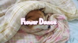 DJ Okawari - Flower Dance (Audio)