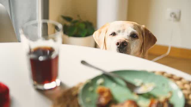 The Ultimate Way to Keep Your Dogs Feeling Full After Every Meal