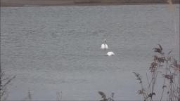 A COUPLE OF SWANS DRINKING THE WATER
