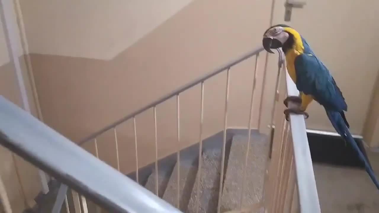 Maniek wchodzi po schodach - Alan Kapa