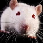 Ratoncillo
