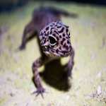SGtGecko