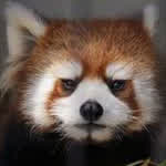 fuzzbyte