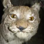 Offic1alLynx