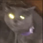 ghostcat11