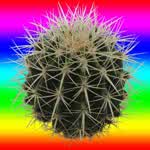 cactus81