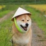 Shibe