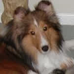 hushpuppy