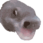 gorgojos