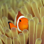 clownfish