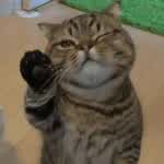 luludacarpuppeteerrr