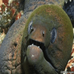 Theanguila