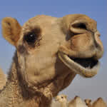 Camel