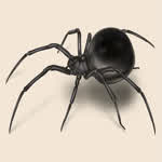 BLACKspider