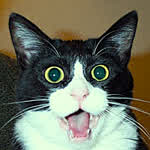 XxCatgore
