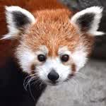 ReDPanDyMoLesTo