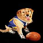 AirBud