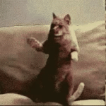 SaintFox