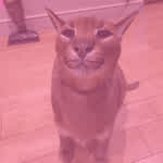 Pinkcatz