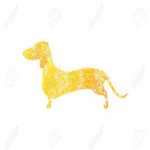 golddauchshund
