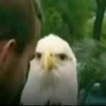 Perrobotillo