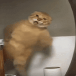 TIMESLAP