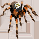 RanchTarantula
