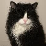 XxCatgore