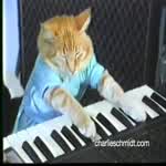 Catkeword47